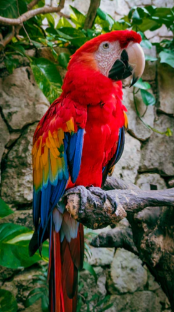 auteur overstroming symbool Drie papagaaien te koop (zelfspot anekdote) - Adjustintime : Adjustintime